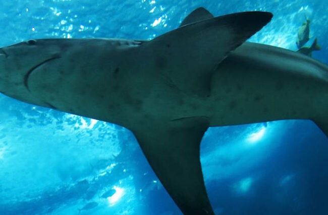 Occeanario de Lisboa